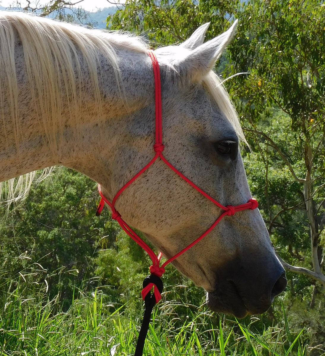 knot halter