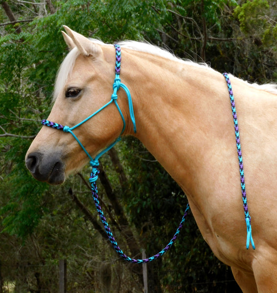 Padded halter and 2 mt lead set turquoise and "Northern Lights" padding/lead