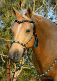 Sliding chin riding halter/reins set with V brow/turks heads and removable tassels,black "Apache Dream"