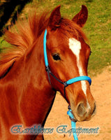 Padded halter and 2.5 mt lead set black/Cyan blue