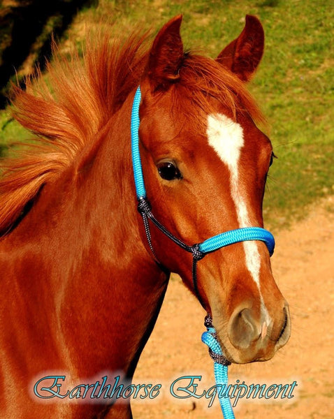 Padded halter and 2.5 mt lead set black/Cyan blue