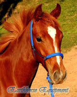 Padded halter and 2.5 mt lead set black/royal blue