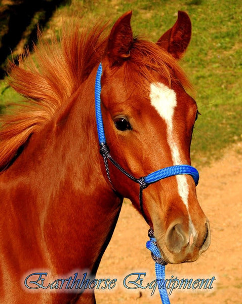 Padded halter and 2.5 mt lead set black/royal blue