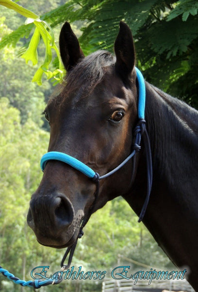 Padded halter, navy/cyan padding