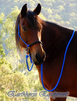Sliding chin riding halter, padded Royal blue with black padding.