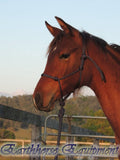 Standard halter and 2.5 mt loop on lead set NAVY