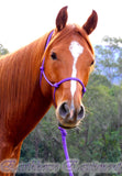 Standard halter and 2.5 mt loop on lead set PURPLE