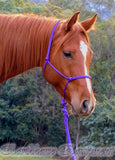 Standard halter and 2.5 mt loop on lead set PURPLE