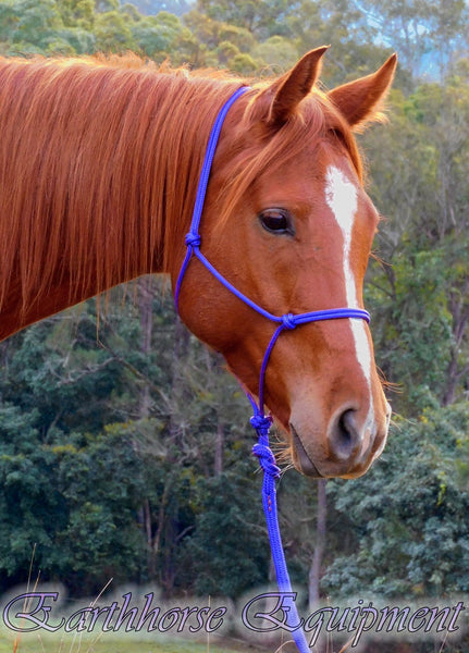Standard halter and 2.5 mt loop on lead set ROYAL BLUE